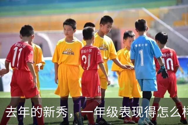 去年的新秀，一年级表现得怎么样呢【上】